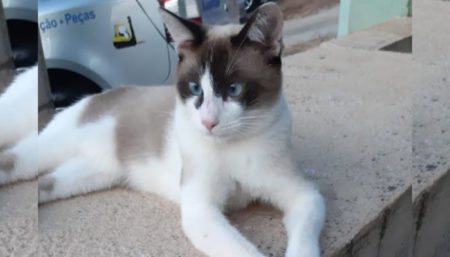 Procura-se por gato perdido no bairro Chácara Recreio 2000