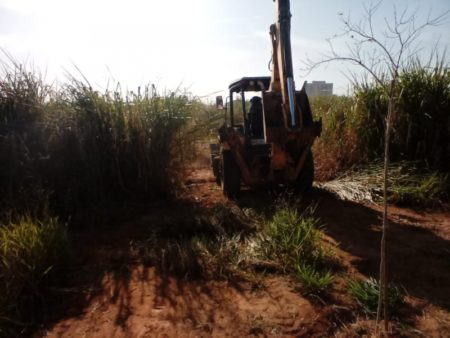 Prefeitura plantará mais de 50 mil mudas de árvores nativas e frutíferas em Hortolândia