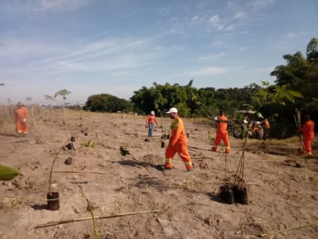 Aterro próximo ao complexo prisional de Hortolândia ganha mudas de árvores nativas