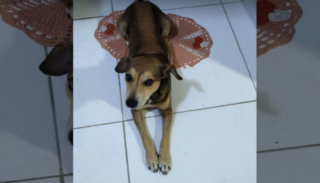 Procura-se por animal perdido no bairro Chácara reymar
