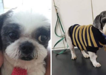 Procura-se por cachorro perdido no Adelaide