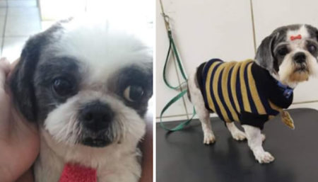 Procura-se por cachorro perdido no Adelaide