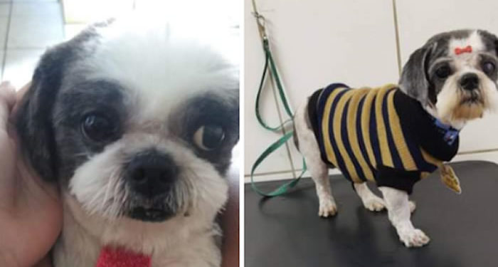 Procura-se por cachorro perdido no Adelaide