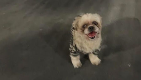 Procura-se por cachorro perdido no bairro Amanda