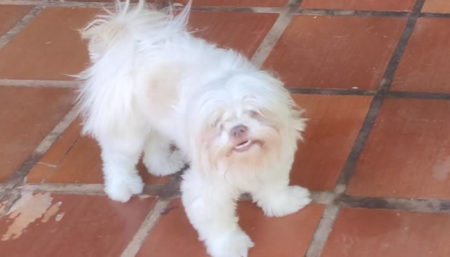 Procura-se por cachorro perdido no bairro Remanso Campineiro