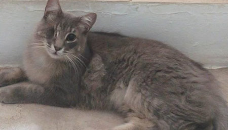 Gato perdido no Nova Aparecida – Campinas