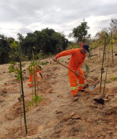 Prefeitura realiza plantio compensatório de 900 mudas de árvores em gleba na região do Nova Europa