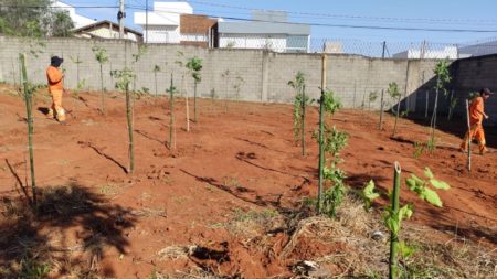 Hortolândia ganha mais 300 mudas de árvores
