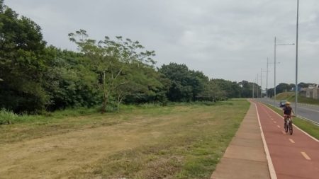 Seminário discute árvores leucenas e seu impacto negativo no meio ambiente