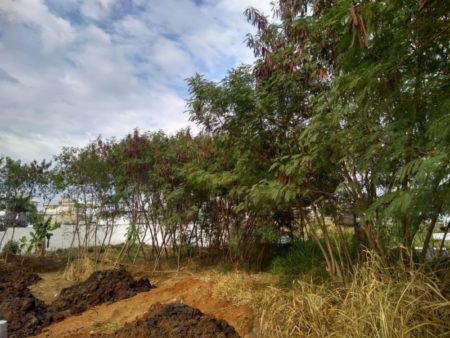 Hortolândia busca recursos para fazer retirada de árvores consideradas pragas