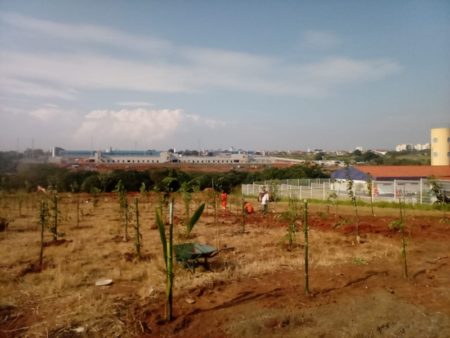 Hortolândia ganha mais de 2.000 mudas de árvores em um mês