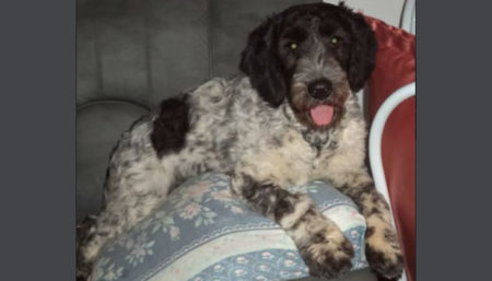Procura-se por cachorro perdido no Jardim Santa Izabel