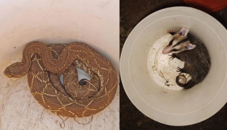 Defesa Civil de Indaiatuba realiza o resgate e soltura de dois animais silvestres
