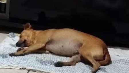Cadela perdida na divida de Hortolândia