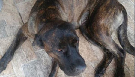 Procura-se por 2 cachorros perdido Jardim Conceição