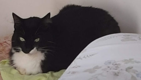 Procura-se por gato perdido no Auxiliadora
