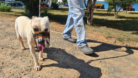 Espaço “ParCão” Hortolândia é indicado para saúde e bem-estar dos pets caninos