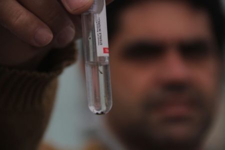 Hortolândia registra índice de 0,9, considerado baixo, que mede quantidade de larvas de Aedes aegypti