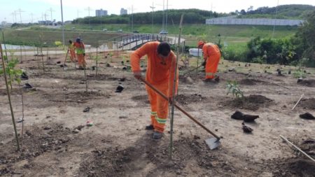 Entorno do viário Santa Fé recebeu plantio de 530 mudas de árvores nativas