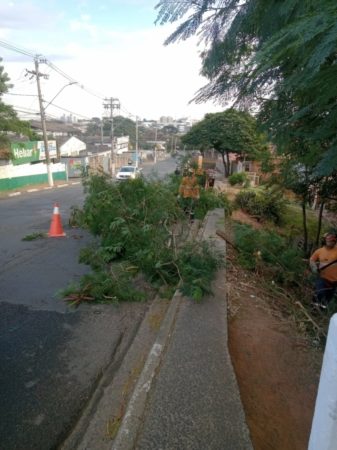 Para evitar acidentes, Prefeitura realiza mutirão de poda de galho das árvores próximo à SP-101