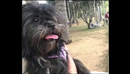 Cachorro perdido no Interlagos