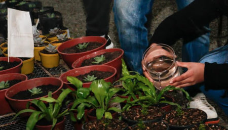 Por que as plantas devem ter atenção especial no inverno