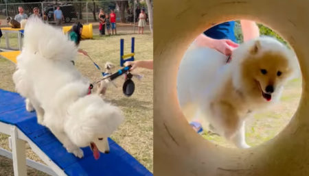 ParCão Hortolândia é inaugurado com presença de cerca de 100 pets caninos
