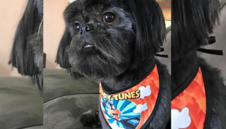 Procura-se por Shihtzu perdido no Santa Clara do lago 2