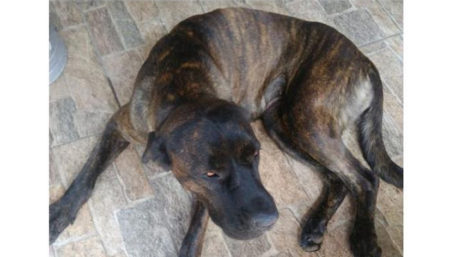 Procura-se por animal perdido no bairro Vila padre anchieta
