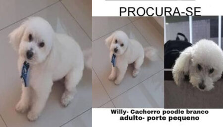 Procura-se por animal perdido no bairro Jardim Amanda