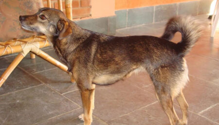 Procura-se por animal perdido no bairro Jd Rosolem
