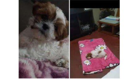 Procura-se por animal perdido no bairro Jardim Amanda I, foi levada da rua 6