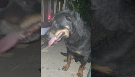 Procura-se por dono de animal perdido no bairro Jardim das flores