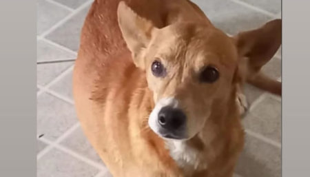 Procura-se por animal perdido no bairro Jardim Do Lago