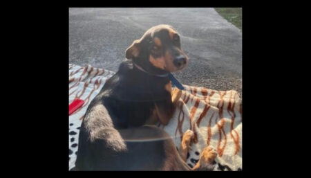 Cachorro perdido na Vila Aeroporto – Campinas