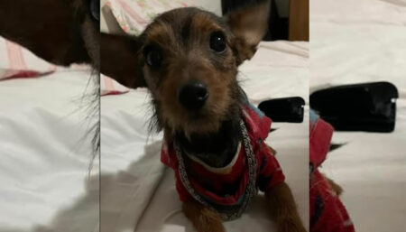 Procura-se cachorra perdida no Santa Clara