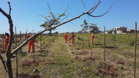 Entorno do condomínio Bella Ville, na região do Orestes Ôngaro, recebe plantio de 3 mil novas mudas de árvores