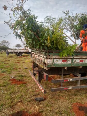 Área verde no Parque das Figueiras recebe plantio de 800 mudas de árvores