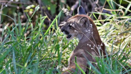 Onça encontrada no Hospital pode ter vindo da Mata de Santa Genebra