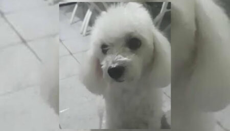Procura por Poodle que perdido no São Sebastião
