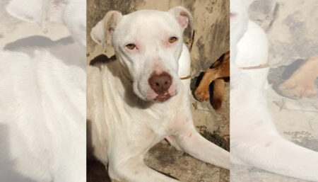 Procura-se por animal perdido no bairro Jardim Minda