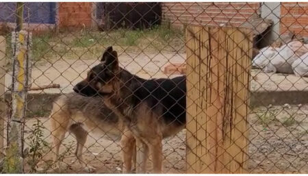 Associação denuncia suposto descuido com cães
