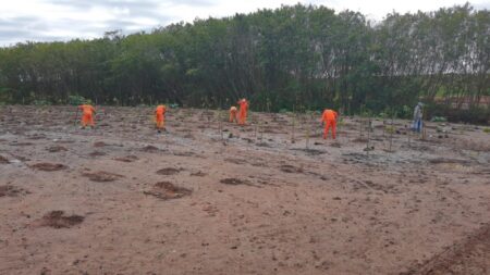 Prefeitura planta 455 novas mudas de árvores em área verde do Jd. Mônaco