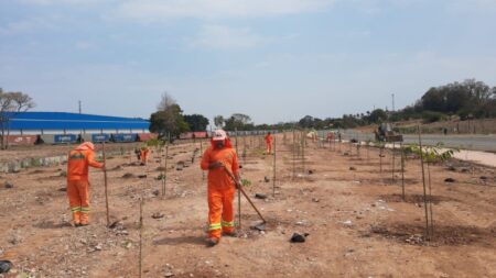 Para preservar espécies e tornar a cidade mais verde, Hortolândia planta árvores ameaçadas de extinção