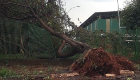Chuva causa transtornos e queda de 16 árvores em Hortolândia