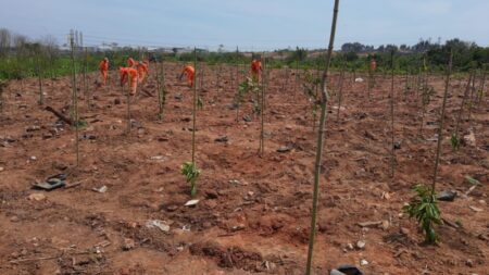 Áreas verdes de Hortolândia recebem novos plantios de mudas