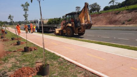 Viário central já tem quase 4 mil mudas de árvores plantadas pela Prefeitura