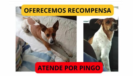 Procura-se por cachorro perdido no Nossa Senhora de Fátima