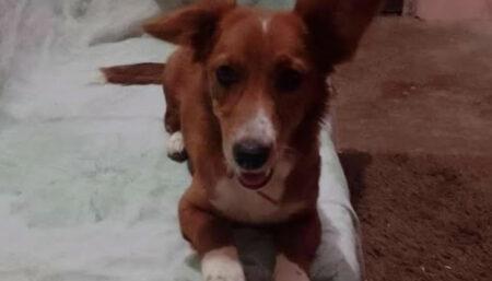 Procura-se por cachorro perdido no Amanda 1