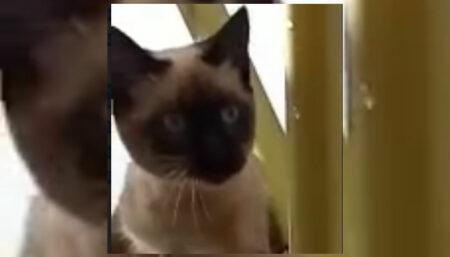 Procura-se trata-se de um Gato perdido no Remanso Campineiro